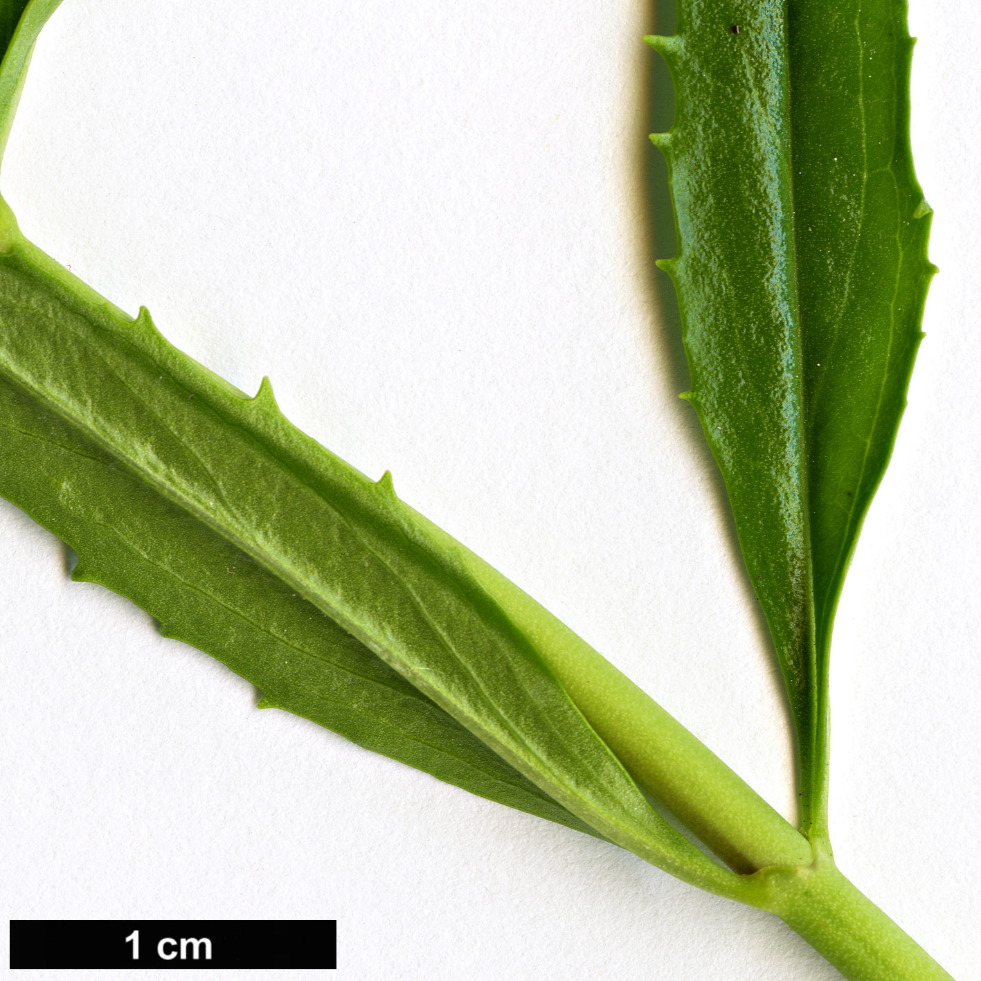 High resolution image: Family: Plantaginaceae - Genus: Keckiella - Taxon: breviflora - SpeciesSub: var. glabrisepala